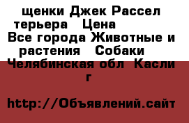 щенки Джек Рассел терьера › Цена ­ 27 000 - Все города Животные и растения » Собаки   . Челябинская обл.,Касли г.